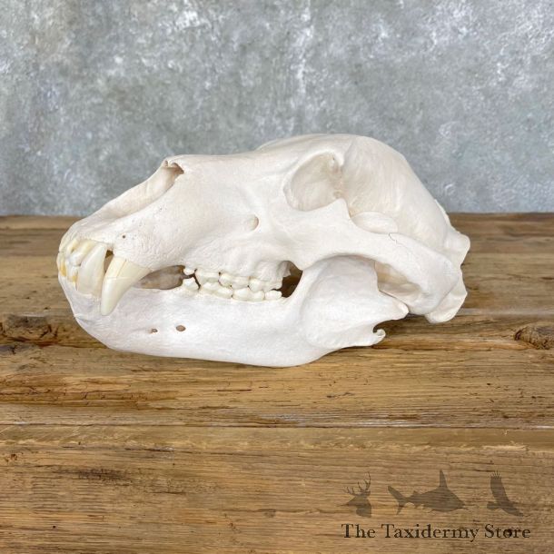 Common Alaskan Grizzly Bear Skull Mount For Sale #24930 @ The Taxidermy Store