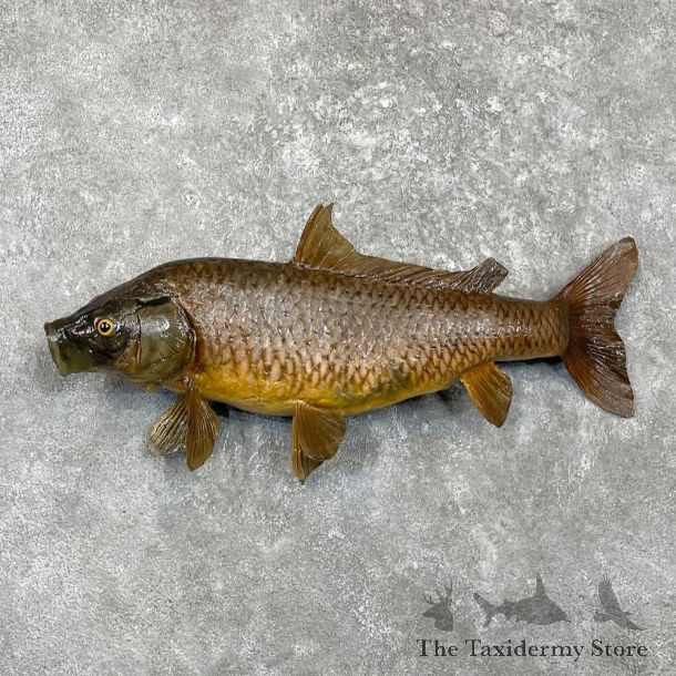 Common Carp Fish Mount For Sale #27448 @ The Taxidermy Store