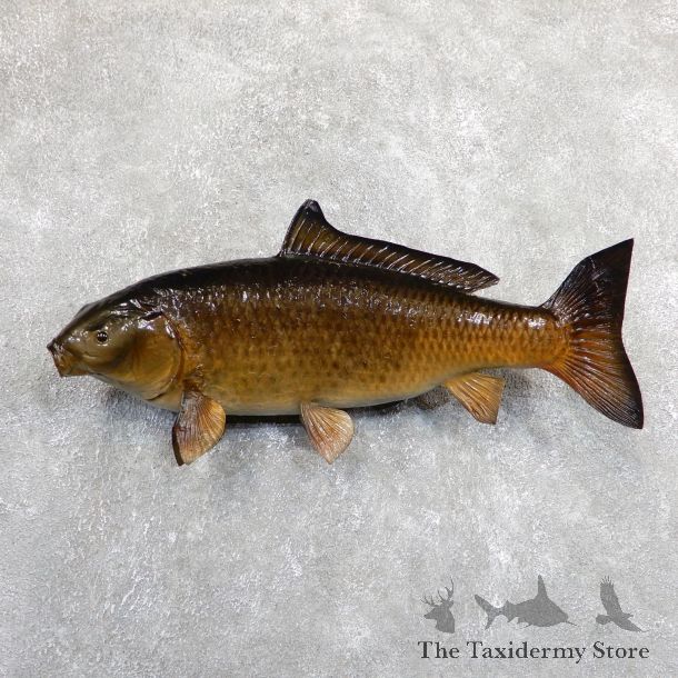 Common Carp Taxidermy Fish Mount #19675 For Sale @ The Taxidermy Store