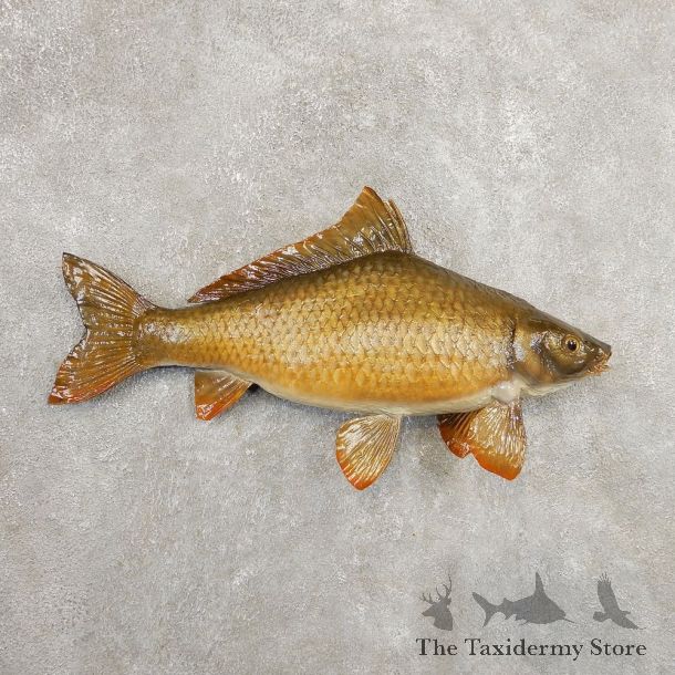 Common Carp Taxidermy Fish Mount #20895 For Sale @ The Taxidermy Store