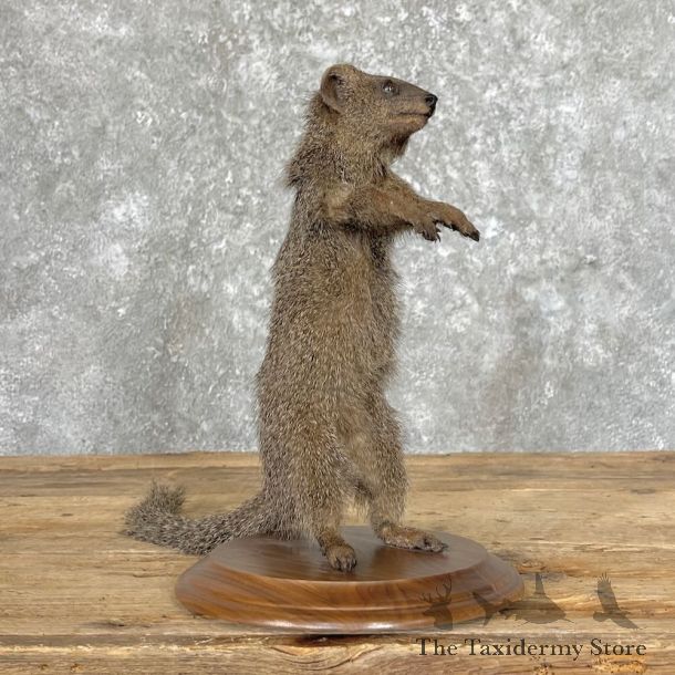 Common Dwarf Mongoose Life-Size Mount For Sale #27761 @ The Taxidermy Store