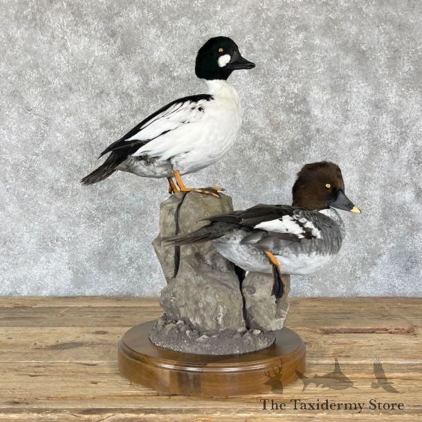 Common Goldeneye Pair Mount For Sale #28215 @The Taxidermy Store