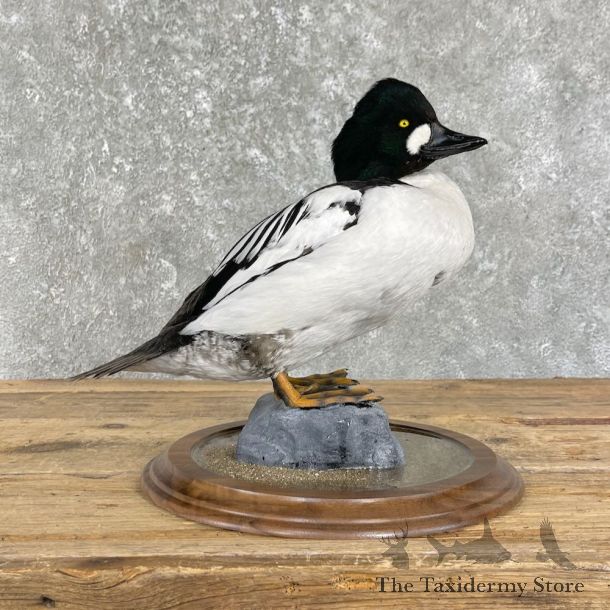 Common Goldeneye Taxidermy Duck Mount For Sale #26192 @The Taxidermy Store