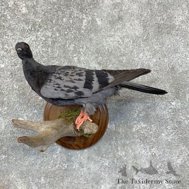 Common Pigeon Life Size Taxidermy Mount #23569 For Sale @ The Taxidermy Store