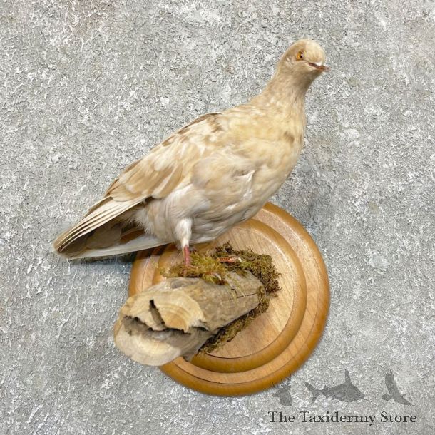 Common Pigeon Life Size Taxidermy Mount #24505 For Sale @ The Taxidermy Store