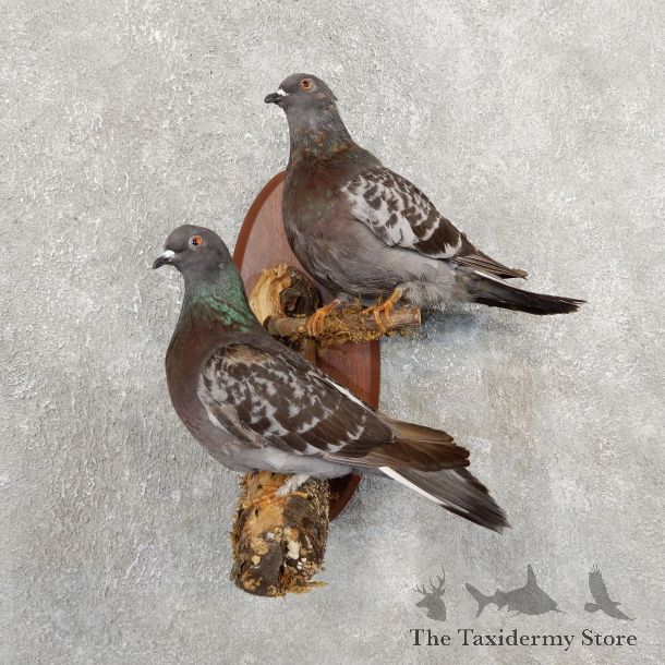 Common Pigeon Pair Mount For Sale #19746 @ The Taxidermy Store