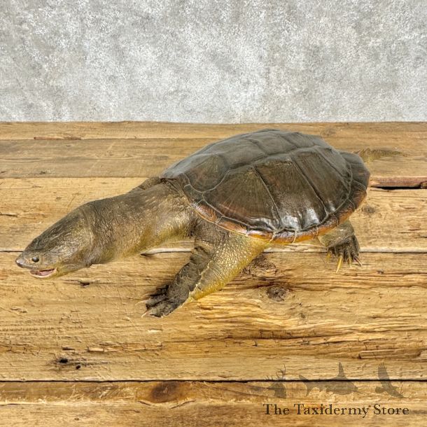 Common Snapping Turtle Taxidermy Mount For Sale - #28797 @ The Taxidermy Store