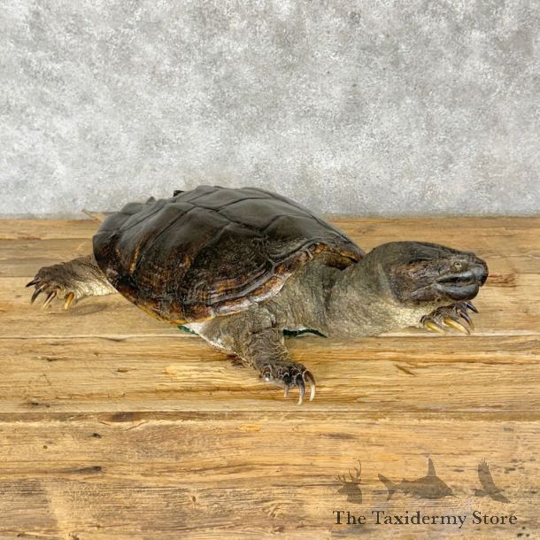Common Snapping Turtle Mount For Sale #28793 @ The Taxidermy Store
