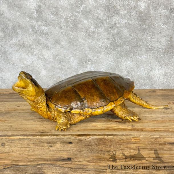 Common Snapping Turtle Taxidermy Mount For Sale - #28797 @ The Taxidermy Store