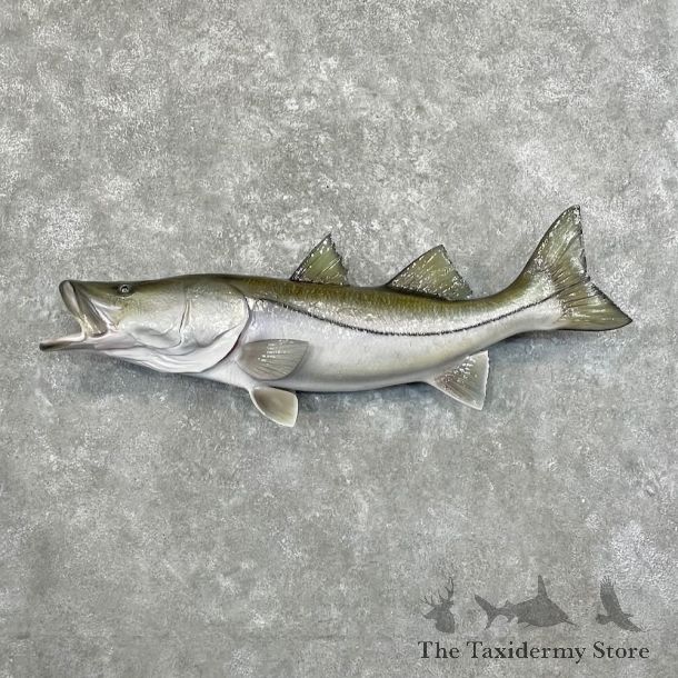 Common Snook Fish Mount For Sale #27701 @ The Taxidermy Store