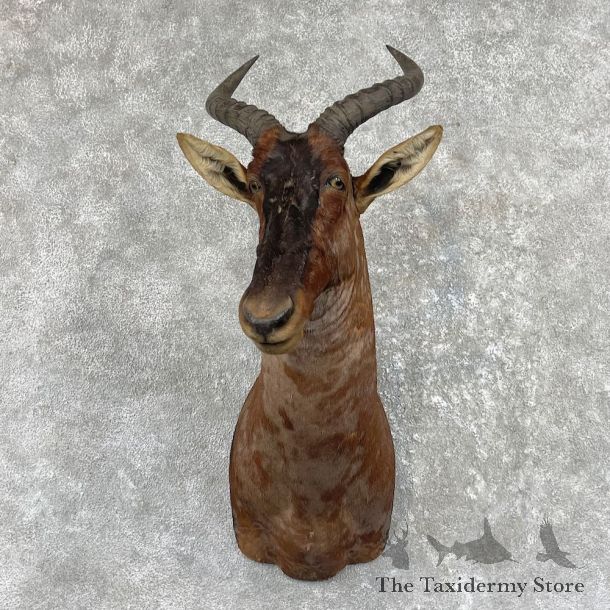 Common Tsessebe Shoulder Mount #26172 For Sale @ The Taxidermy Store