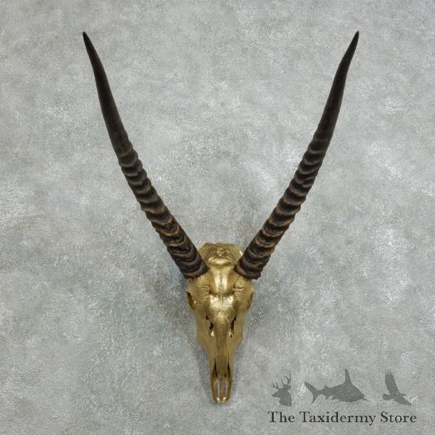 Common Waterbuck Shoulder Mount For Sale #16705 @ The Taxidermy Store