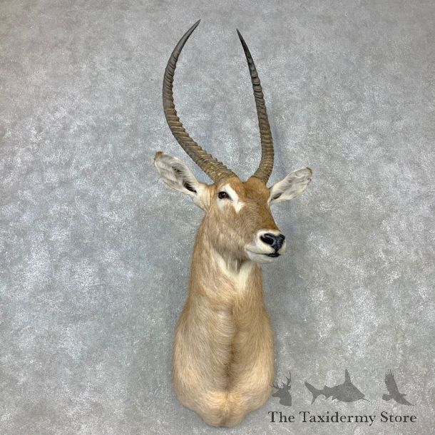 Common Waterbuck Shoulder Mount For Sale #23297 @ The Taxidermy Store