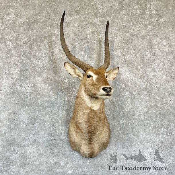 Common Waterbuck Shoulder Mount For Sale #26334 @ The Taxidermy Store