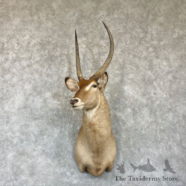 Common Waterbuck Shoulder Mount For Sale #26336 @ The Taxidermy Store