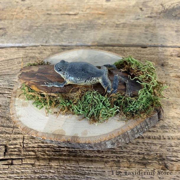 Copes Grey Tree Frog Taxidermy Mount For Sale #21555 @ The Taxidermy Store