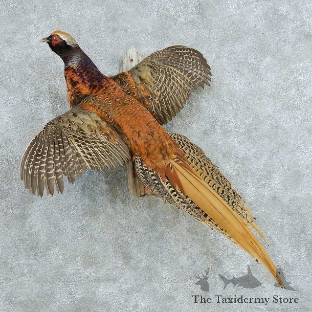 Copper Cross-Pheasant Life-Size Mount #13657 For Sale @ The Taxidermy Store