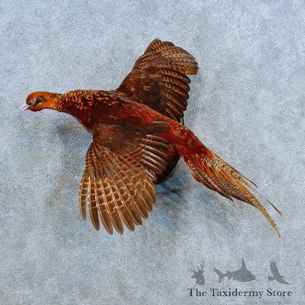 Copper Pheasant Bird Mount For Sale #15546 @ The Taxidermy Store