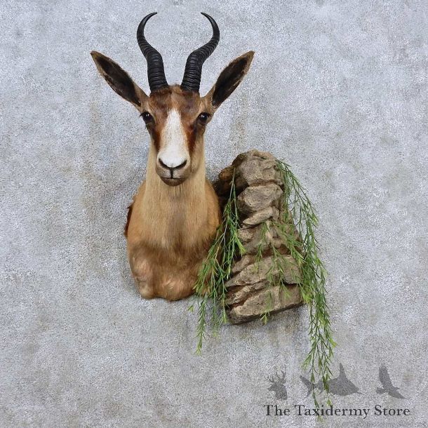 African Springbok Shoulder Mount For Sale #15205 @ The Taxidermy Store