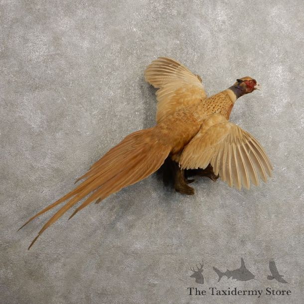 Copper Buff Ringneck Pheasant Bird Mount For Sale #20486 @ The Taxidermy Store