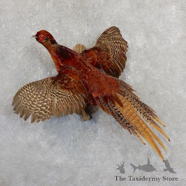 Copper Pheasant Bird Mount For Sale #19647 @ The Taxidermy Store