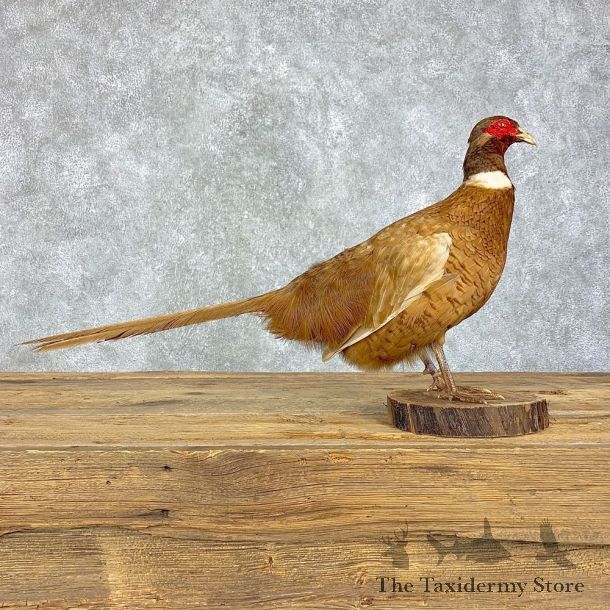 Copper Pheasant Bird Mount For Sale #21393 @ The Taxidermy Store