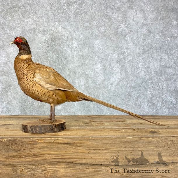 Copper Pheasant Bird Mount For Sale #21394 @ The Taxidermy Store