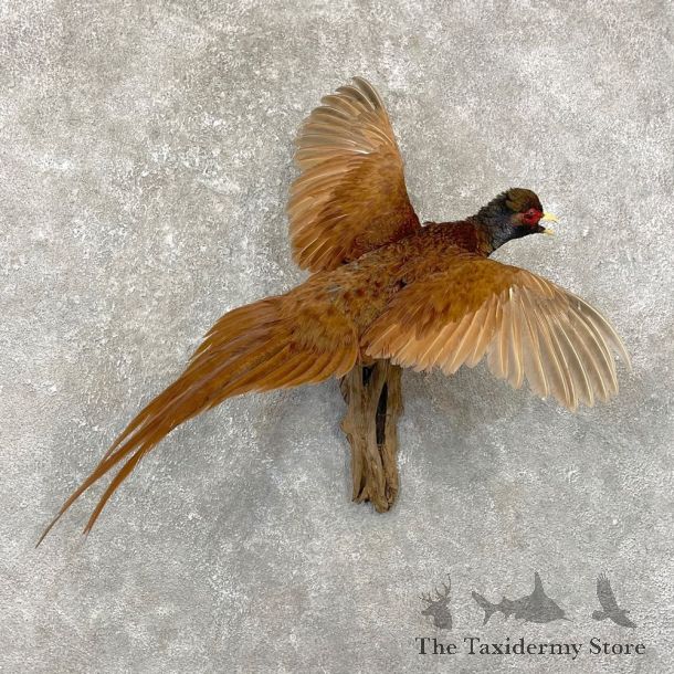 Copper Pheasant Bird Mount For Sale #24785 @ The Taxidermy Store