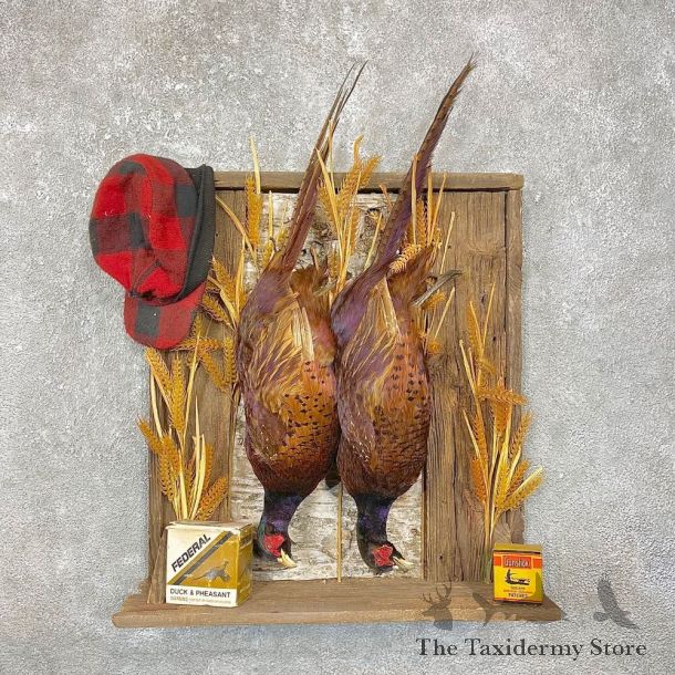 Copper Pheasant Bird Mount For Sale #24789 @ The Taxidermy Store