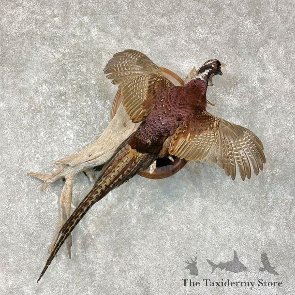 Copper Pheasant Bird Mount For Sale #25627 - The Taxidermy Store