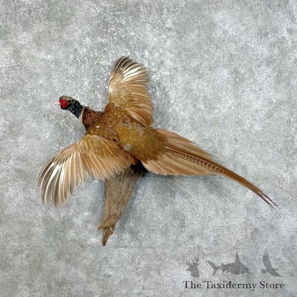 Copper Pheasant Bird Mount For Sale #25780 @ The Taxidermy Store