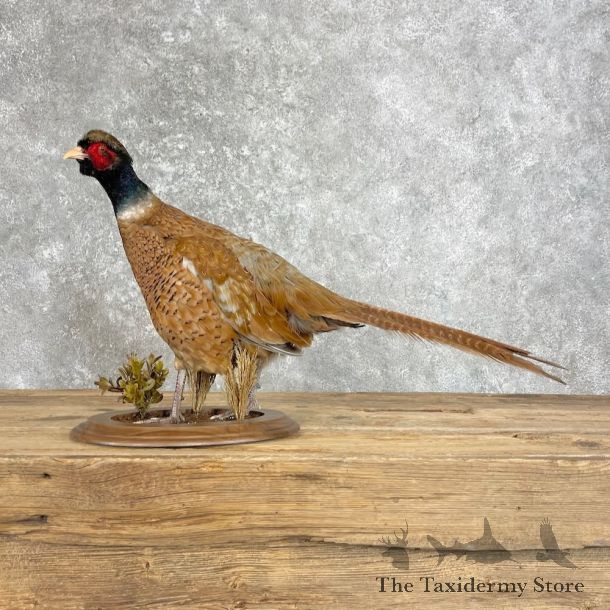 Copper Pheasant Bird Mount For Sale #28026 @ The Taxidermy Store