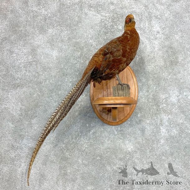 Copper/Reeves Cross Pheasant Bird Mount For Sale #22134 @ The Taxidermy Store
