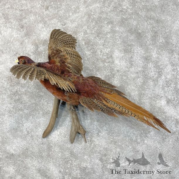 Copper/Reeves Cross Pheasant Bird Mount For Sale #28427 @ The Taxidermy Store