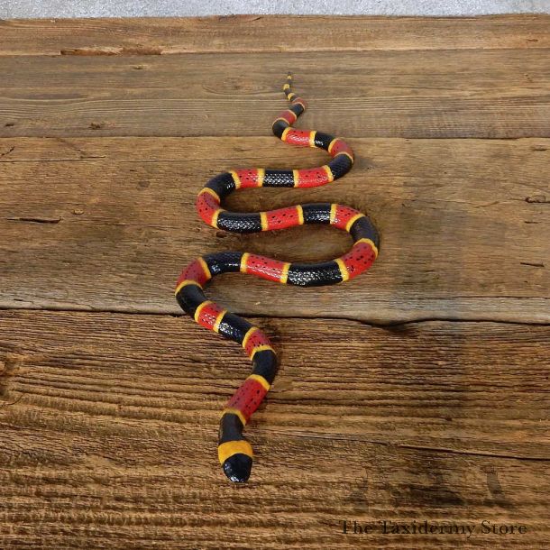 Coral Snake Replica Reproduction Mount For Sale #14162 @ The Taxidermy Store