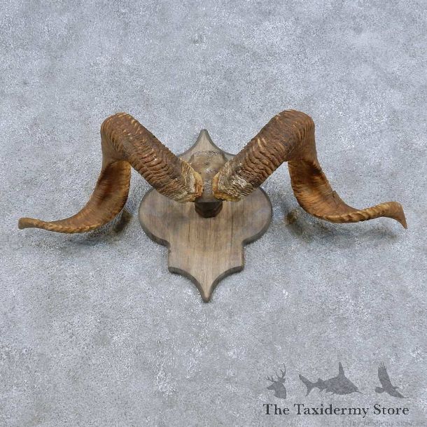 Corsican Ram Horn Plaque Mount For Sale #14687 @ The Taxidermy Store