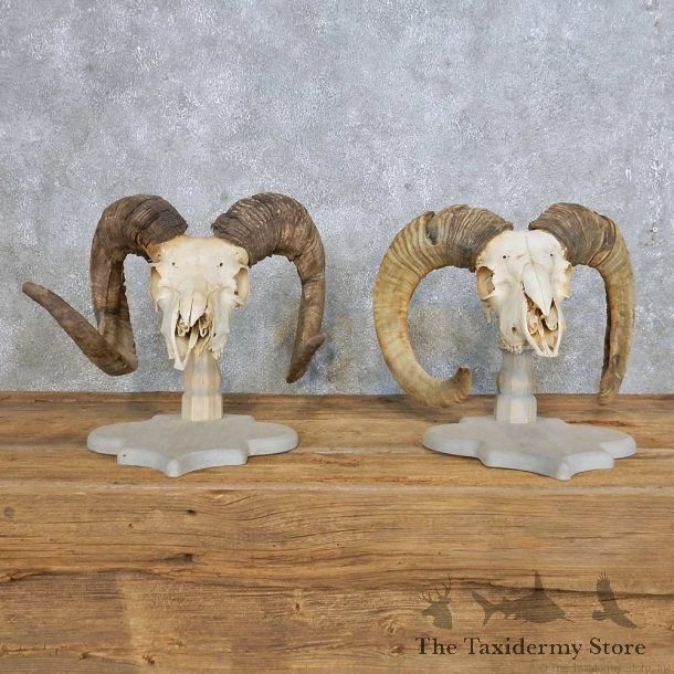 Corsican Ram Skull European Mount Pair For Sale #14998 @ The Taxidermy Store