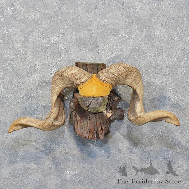 Corsican Ram Horn Plaque #12182 For Sale @ The Taxidermy Store