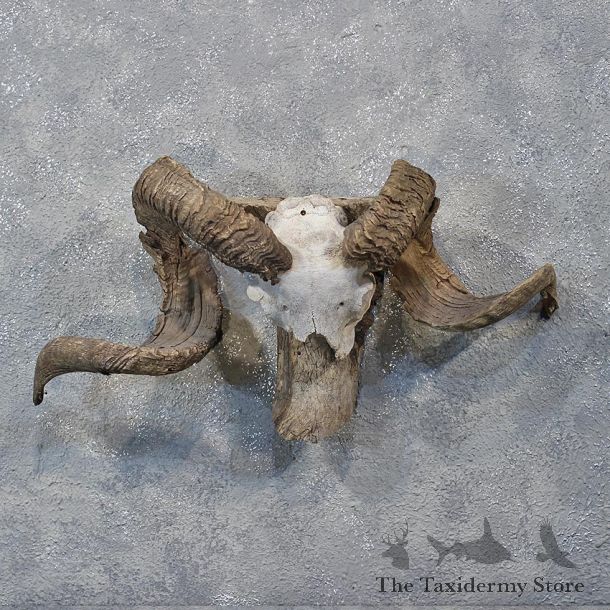 Corsican Ram Skull & Horns #12191 For Sale @ The Taxidermy Store