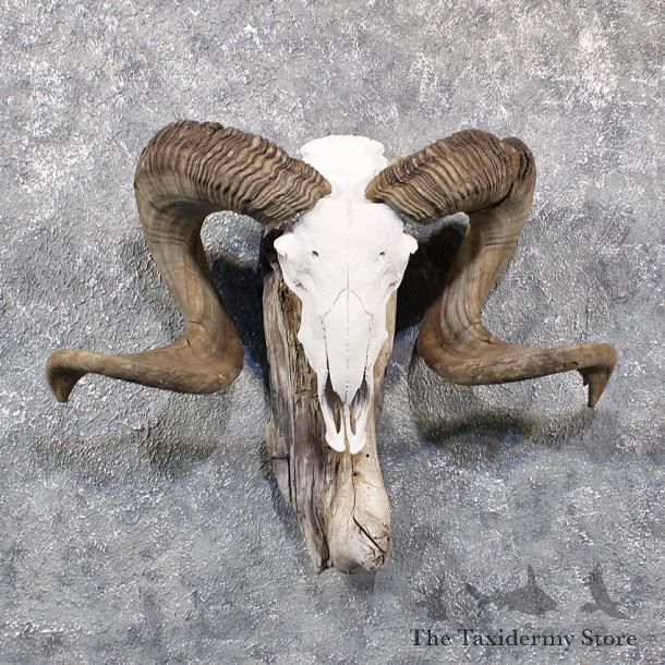 Corsican Ram Horns #11646 For Sale @ The Taxidermy Store