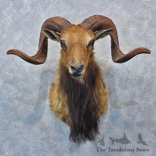 Mouflon Ram Shoulder Mount #12015 For Sale @ The Taxidermy Store