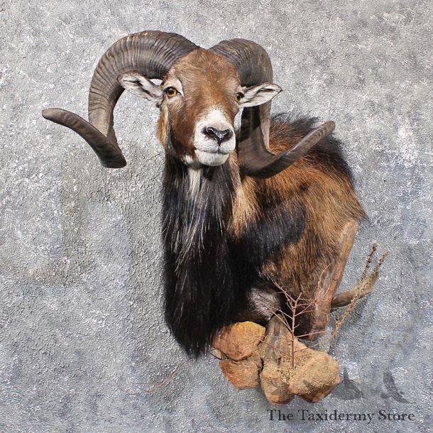 Mouflon Ram Shoulder Mount #11791 For Sale @ The Taxidermy Store