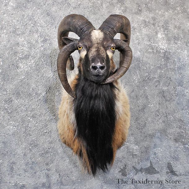 Jacobs Four Horn Cross Corsican Ram #11792 For Sale @ The Taxidermy Store