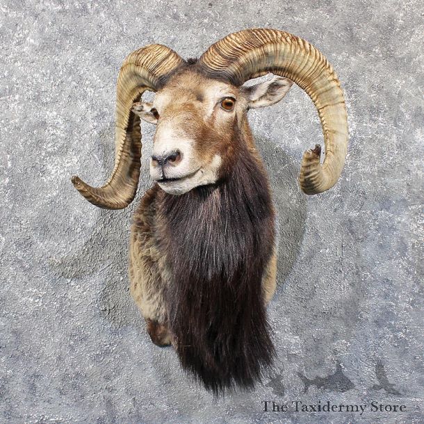 Mouflon Ram Shoulder Mount #11793 For Sale @ The Taxidermy Store