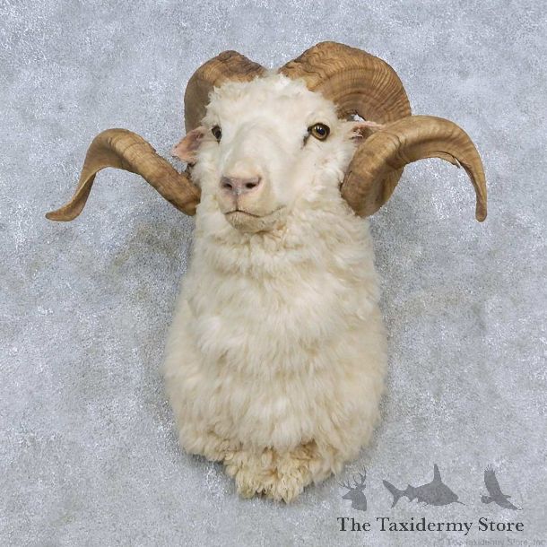 Corsican Ram Shoulder Mount For Sale #14800 @ The Taxidermy Store