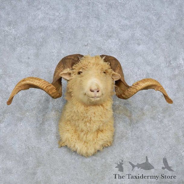 Corsican Ram Shoulder Mount For Sale #14801 @ The Taxidermy Store