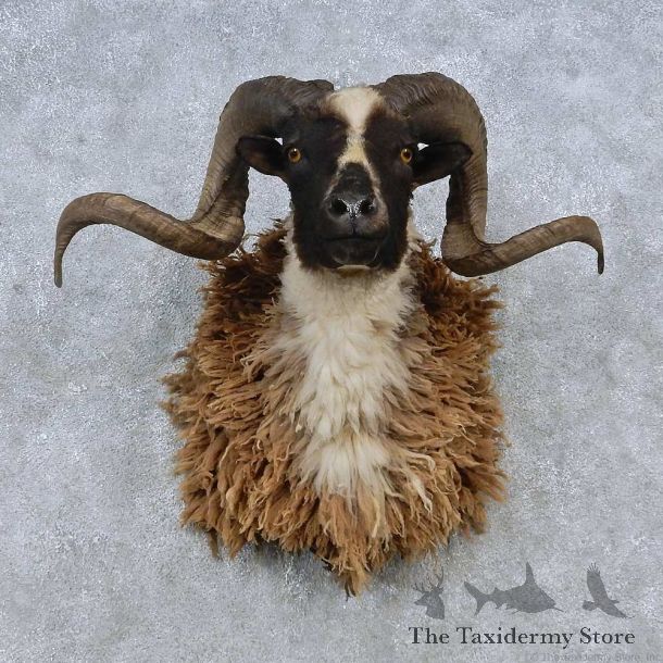Corsican Ram Shoulder Mount For Sale #14803 @ The Taxidermy Store