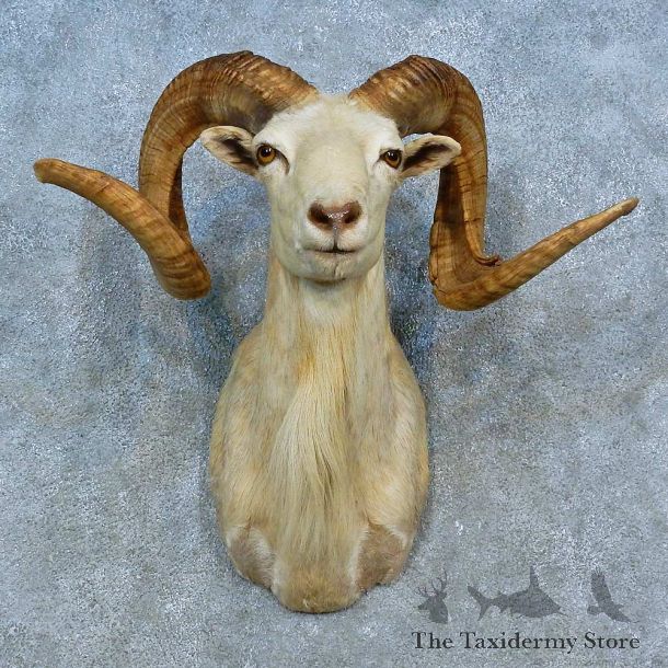 Corsican Ram Shoulder Mount For Sale #15477 @ The Taxidermy Store