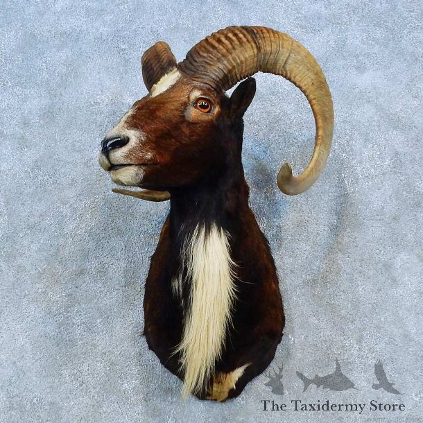 Corsican Ram Shoulder Mount For Sale #15483 @ The Taxidermy Store