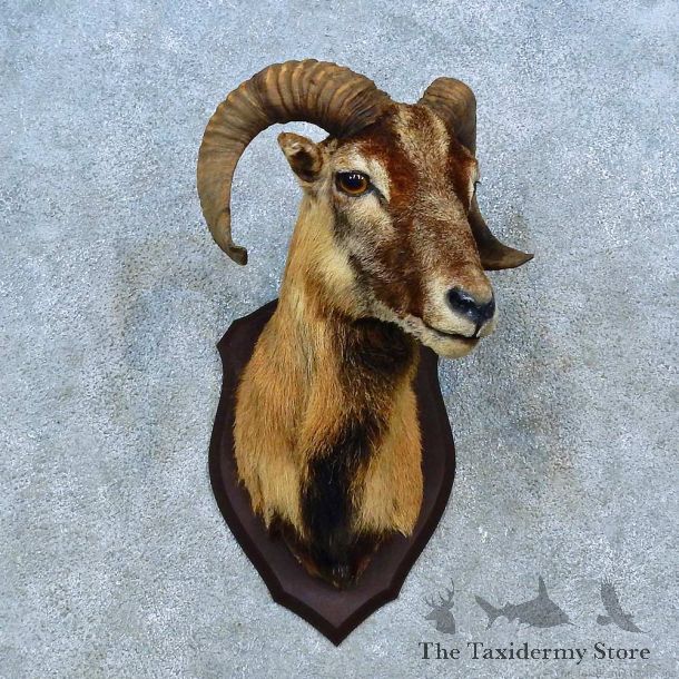 Corsican Ram Shoulder Mount For Sale #15487 @ The Taxidermy Store